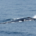 Fin whale