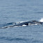 Fin whale