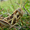 MIGRATORY BIRD LOCUST