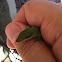 Green Anole / Carolina Anole