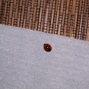 Japanese Ladybug