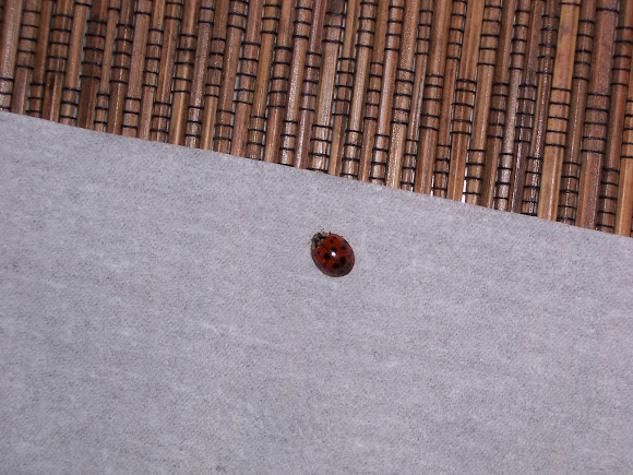 Spotting Image 1