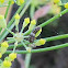 Anise Swallowtail Butterfly first instar caterpiller