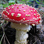 Fly Agaric