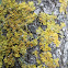Common Orange Lichen