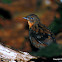 Australian Logrunner