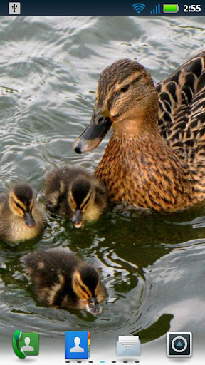 Adorable Ducks Live Wallpaper