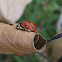 Ladybug