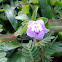 Creeping Ruellia