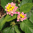 Lantana