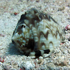Helmet Shell