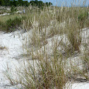 European Beachgrass (Estorno)