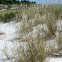 European Beachgrass (Estorno)