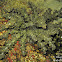 Hell's Fire Sea Anemone