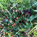 Dewberries