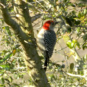 Red-bellied Woodpecker