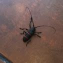 Pondo-Pondo Longhorn