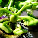 Passiflora