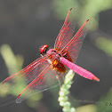 Crimson Marsh Glider