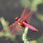 Crimson Marsh Glider