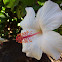 White Hibiscus flower