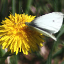 Cabbage White Butterfly