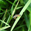 Scorpion Wasp