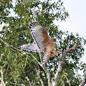 Red-Shouldered Hawk