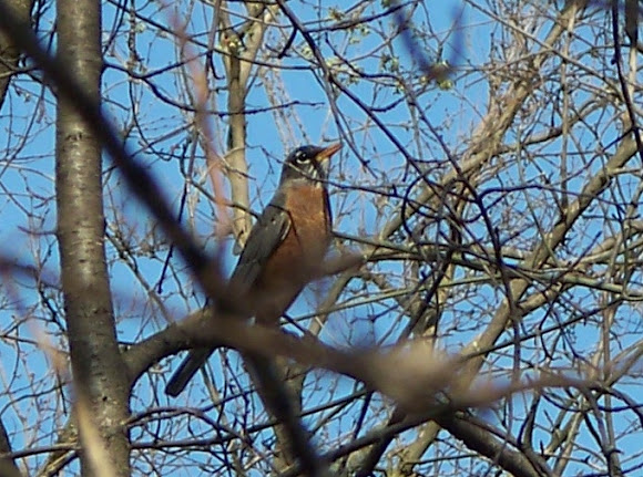 Spotting Image 1