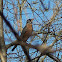 American Robin