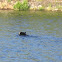 North American Black Bear