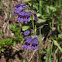 Dusky Penstemon