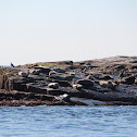 Grey Seal