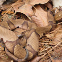 Southern Copperhead