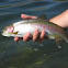 Rainbow Trout