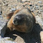 Yellow-bellied Marmot
