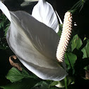 white anthurium