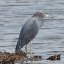 Little Blue Heron