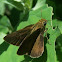 Dun Skipper