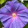 Call for the color purple - SouthEastern United States