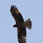 Buzzard; Ratonero Común