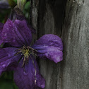 Polish spirit clematis