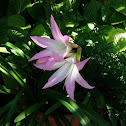 Naked Lady
