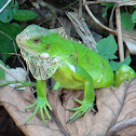 Green Iguana