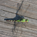 Eastern Pondhawk