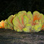 Chicken of the Woods