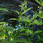 Tufted Forget-me-not