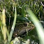 Northern leopard frog