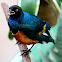 Superb Starling