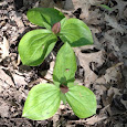 Flora of Kentucky